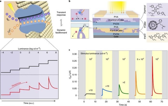 An Organic Active Adaptation Transistor with Light Intensity-dependent Photoadaptation